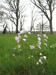 SX22054 Small pink flowers Cuckooflower (Cardamine pratensis).jpg